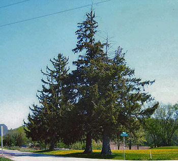 Fir Tree Memorial to Civil War soldiers, Berry, Wis.